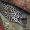 Honeycomb Moray
